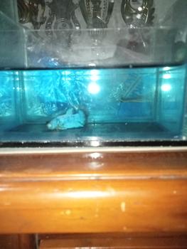 Product Review of OBAT IKAN HIAS - HALFMOON INDONESIA from M**e 1
