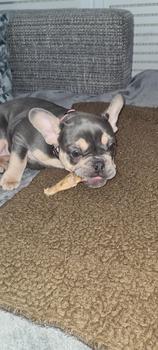 Product Review of 500g Furry Rabbit Ears Dog Chew Treat from n**a ** 0