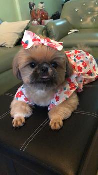 Product Review of Pet Dress Floral Pattern Pleated Hemming Windproof Pet Vest Puppy Flying Sleeve Clothes for Spring from s**a c**🥰 3