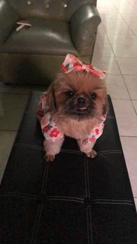 Product Review of Pet Dress Floral Pattern Pleated Hemming Windproof Pet Vest Puppy Flying Sleeve Clothes for Spring from s**a c**🥰 2