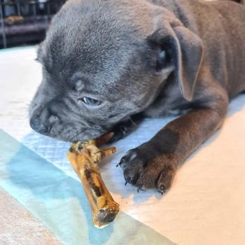 Product Review of Austonley Dog Treat Selection Box - Mixed Natural Dog Treats - 18 Items - You Choose Pate Flavour from J**1 0