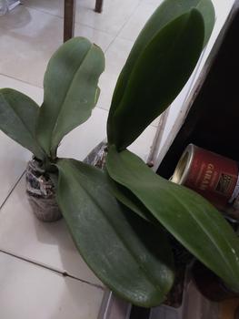 Product Review of POT BENING POLOS PUTIH MURAH from n**a 1