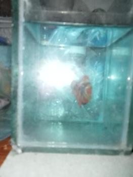 Product Review of OBAT IKAN HIAS - HALFMOON INDONESIA from M**e 0
