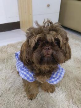 Product Review of Pet Dress Floral Pattern Pleated Hemming Windproof Pet Vest Puppy Flying Sleeve Clothes for Spring from G**i ** C**o S**u 2