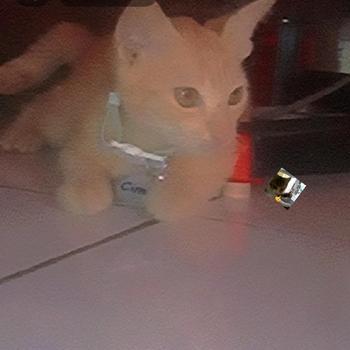 Product Review of Kalung Kucing Bahan Kulit Bisa Costum Nama from 𐙚**ㅤ 0