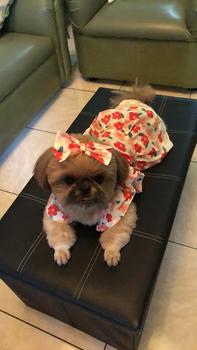 Product Review of Pet Dress Floral Pattern Pleated Hemming Windproof Pet Vest Puppy Flying Sleeve Clothes for Spring from s**a c**🥰 0