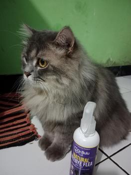 Product Review of Pembasmi Kutu Kucing Alami - Natural ByeBye Fleas For Cat - Dr.Bulu from m** s**i 🥰** 1