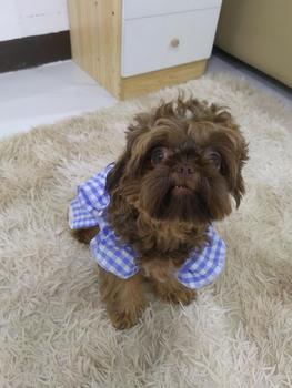 Product Review of Pet Dress Floral Pattern Pleated Hemming Windproof Pet Vest Puppy Flying Sleeve Clothes for Spring from G**i ** C**o S**u 1