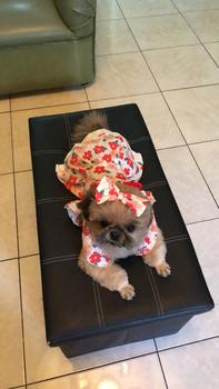 Product Review of Pet Dress Floral Pattern Pleated Hemming Windproof Pet Vest Puppy Flying Sleeve Clothes for Spring from s**a c**🥰 1