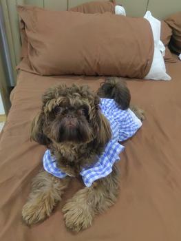 Product Review of Pet Dress Floral Pattern Pleated Hemming Windproof Pet Vest Puppy Flying Sleeve Clothes for Spring from G**i ** C**o S**u 0