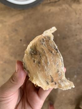 Product Review of Tổ Thô AB (tổ lớn) GIÀ ĐẸP ÍT LÔNG - Tổ Yến biển Miền Trung from 🍄**🐰 3