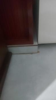 Product Review of [Combo 12 Lọ Diệt Kiến Gián Sinh Học] Hiệu Quả Cao, Thân Thiện Môi Trường - Diệt Côn Trùng Nhanh Chóng, An Toàn Cho Gia Đình, Tiết Kiệm Thời Gian from T**n T** 0