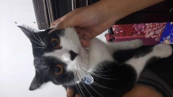 Product Review of Kalung Kucing Bahan Kulit Bisa Costum Nama from v**e 0