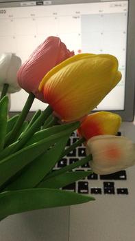 Product Review of Hoa Giả - Hoa Tulip nhiều màu sắc trang trí xinh xắn, nhẹ nhàng, phụ kiện decor phòng Hoa Sen from H**i T**g 0