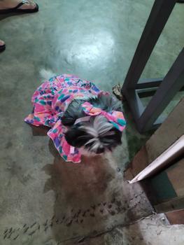 Product Review of Pet Dress Floral Pattern Pleated Hemming Windproof Pet Vest Puppy Flying Sleeve Clothes for Spring from S**🇭 1