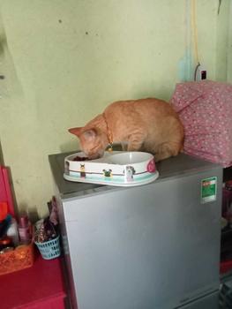 Product Review of Hạt ZOI CAT 1kg cho mèo trưởng thành from n**g 0