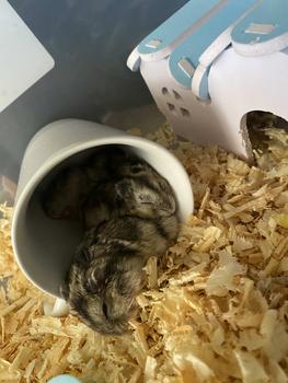 Product Review of Sâu size trung sấy khô thức ăn cho hamster sóc nhím from T** L** 0**5 0