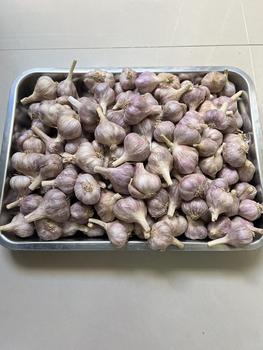 Product Review of Combo 4kg Tỏi tía (khô ) YÊN CHÂU SƠN LA .thơm cay nồng from t**6 0