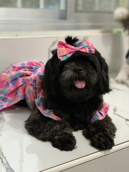 Product Review of Pet Dress Floral Pattern Pleated Hemming Windproof Pet Vest Puppy Flying Sleeve Clothes for Spring from B**🐶 0