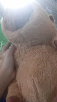 Product Review of Ba Lô Kapibara Dễ Thương Ba Lô Gấu Bông Nữ Hình Chuột Nước Đáng Yêu from c**🫧 0