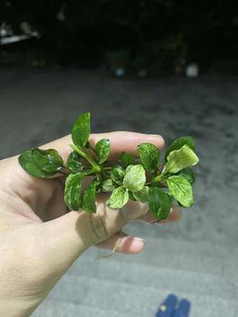 Product Review of RÁY NANA PINTO ĐỨC (Lá Nước) from 𝑷**𝒎 𝑵**𝒄 𝑺** 0