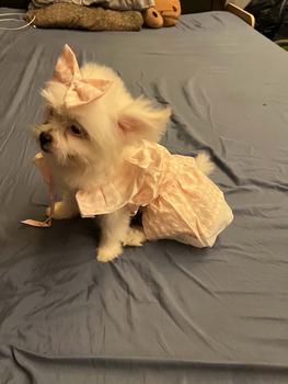 Product Review of Pet Dress Floral Pattern Pleated Hemming Windproof Pet Vest Puppy Flying Sleeve Clothes for Spring from k**t 0