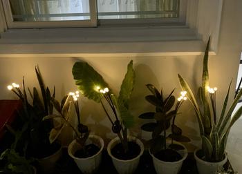 Product Review of BUY 1 TAKE 1 Solar Lights Outdoor Romantic Rocking Firefly LED Waterproof Light Ball Lawn Garden Lawn Decoration Christmas Lights Starburst Swaying  Lamp Yard Pathway from J**t D** ** ⚖** 0