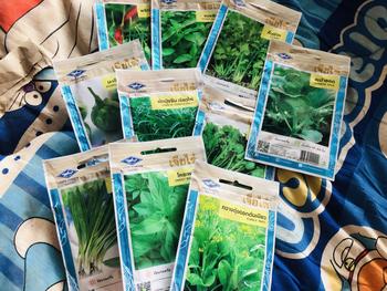 Product Review of เมล็ดพันธุ์ผักเจียไต๋ ซื้อ10แถม3   (ของแถมทางร้านเลือกให้) from K**P 3