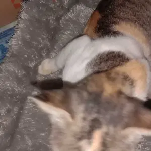 Kasur Tidur Kucing dan Anjing Bulu Rasfur Murah