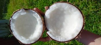 Product Review of Dừa Sáp Cầu Kè Loại 3 - Size Lớn (Trái 1.1Kg-1.2Kg) -  Chuẩn Sáp Loại 3​​ (Khô) from A**p 0