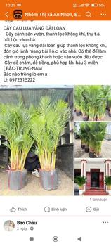 Product Review of TRÀ XUÂN Trà Shan Tuyết Than Uyên tiêu chuẩn Hữu Cơ - túi 200g chè san tuyết from T**g V** 0