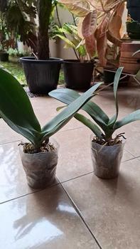 Product Review of POT BENING POLOS PUTIH MURAH from l**7 0