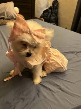 Product Review of Pet Dress Floral Pattern Pleated Hemming Windproof Pet Vest Puppy Flying Sleeve Clothes for Spring from k**t 1