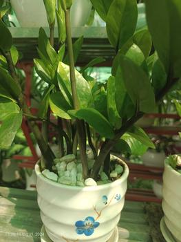 Product Review of (Mã 228) Bà Ba Cổ Tròn Tay Phồng túi tiền , Phối Quần Lụa Mago Mềm Mịn có Túi 2 bên, đồ lam đi chùa Nữ Top Women Nhung Kem Hồng Áo Thun Xanh Dương Voi from C** H** 2