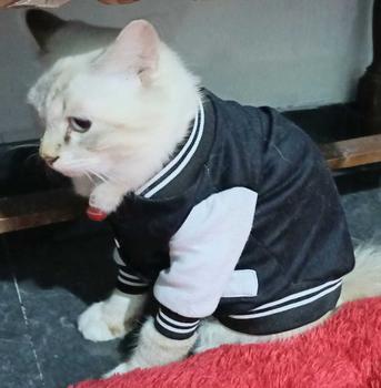 Product Review of baju kucing lucu aksesoris hewan peliharaan - BUKIPET BASIC VARSITY from a**a 0