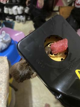 Product Review of Latest Mouse killer complimentary two traps can be reused White from A**💀 0