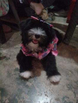 Product Review of Pet Dress Floral Pattern Pleated Hemming Windproof Pet Vest Puppy Flying Sleeve Clothes for Spring from ✨**✨ 1