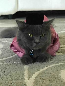 Product Review of Songkok Kucing – Traditional & Elegant Headwear for Cats from b** 0