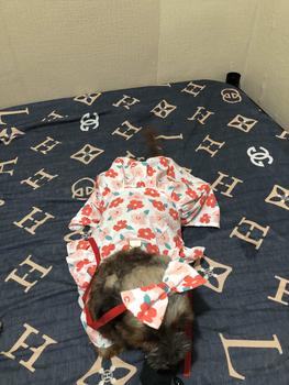 Product Review of Pet Dress Floral Pattern Pleated Hemming Windproof Pet Vest Puppy Flying Sleeve Clothes for Spring from a**a 1