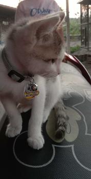 Product Review of Kalung Kucing Nama - Kalung Kucing Nama Custom from t**˗ 0