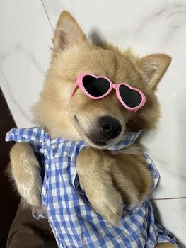 Product Review of Pet Dress Floral Pattern Pleated Hemming Windproof Pet Vest Puppy Flying Sleeve Clothes for Spring from ** ** ** ** 𐙚**✿ 3