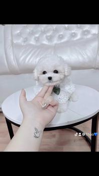 Product Review of Măng Búp Chua Cay Tứ Xuyên Nguyên Vỏ và Lột Vỏ bán chạy tiktok - đồ ăn vặt Nội Địa Trung - Tiệm Ăn Vặt SG măng  cay  tứ  xuyên from T**💙 0