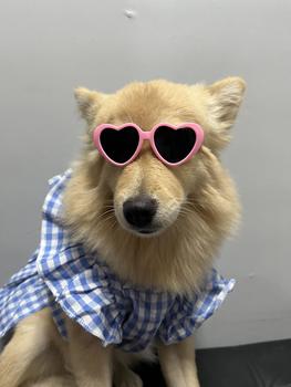 Product Review of Pet Dress Floral Pattern Pleated Hemming Windproof Pet Vest Puppy Flying Sleeve Clothes for Spring from ** ** ** ** 𐙚**✿ 0