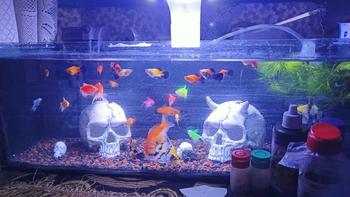 Product Review of Tengkorak hiasan aquarium/dekorasi miniatur pajangan from H**E 1