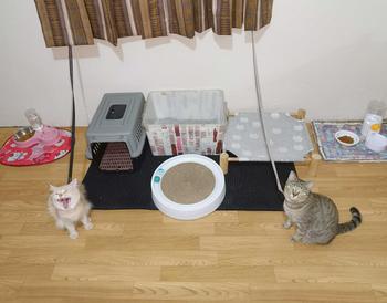 Product Review of [120CM] Cat Litter Mat Double Layer Cat Mat Trapping Mat Waterproof Washable Carpet Extra large from s**2 0