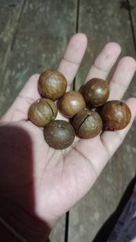 Product Review of (ส่งด่วน)Flash Sale 1แถม2 ถุงละ100g. แมคคาเดเมีย เกรดพรีเมี่ยม เม็ดใหญ่ เปลือกบาง เนื้อเยอะ ตุ๊กกี้ตัวแสบแถมที่แกะ1ชิ้น from f**ʔ 2