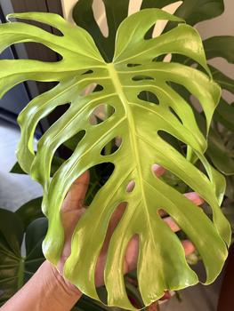 Product Review of Monstera Thaicon cao 30-35 cm - Trầu bà Nam Mỹ đột biế, Kiểng lá nhiẹt đoi - cay decro nội thất from V** Đ** ❄** 0