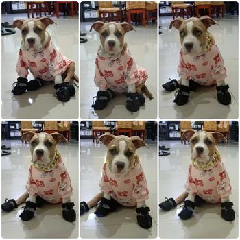 Product Review of 4Pcs/Set Waterproof Pet Dog Shoes Boots Anti-Slip for Small Medium Dogs Cats Puppy Pet Accessories from y**C 3