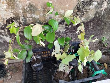 Product Review of Hai cây nho giống 1 kẹo 1 bailey from N**🍀 0