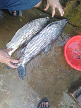Product Review of Cần Câu HANDING La Văn Cương Th2 5H - TẢI TINGX 6000G [kèm ngọn phụ+thẻ bảo hành] Câu Cá Fishing Bắt Cá Đi Câu cầncâu má can cau don from Q**8 1